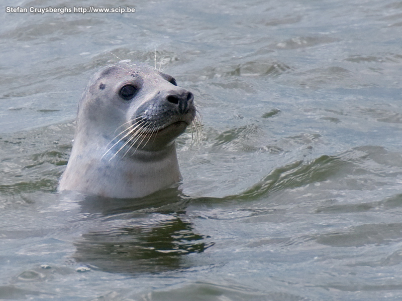 Fauna on Texel - Grey seal A few photos of seals and birds on the Wadden island Texel (The Netherlands). Stefan Cruysberghs